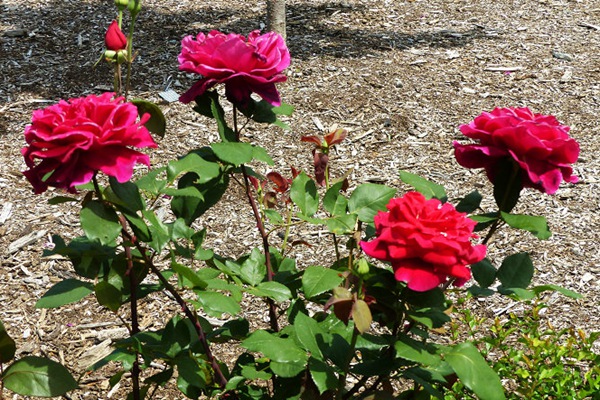 林肯先生 林肯先生