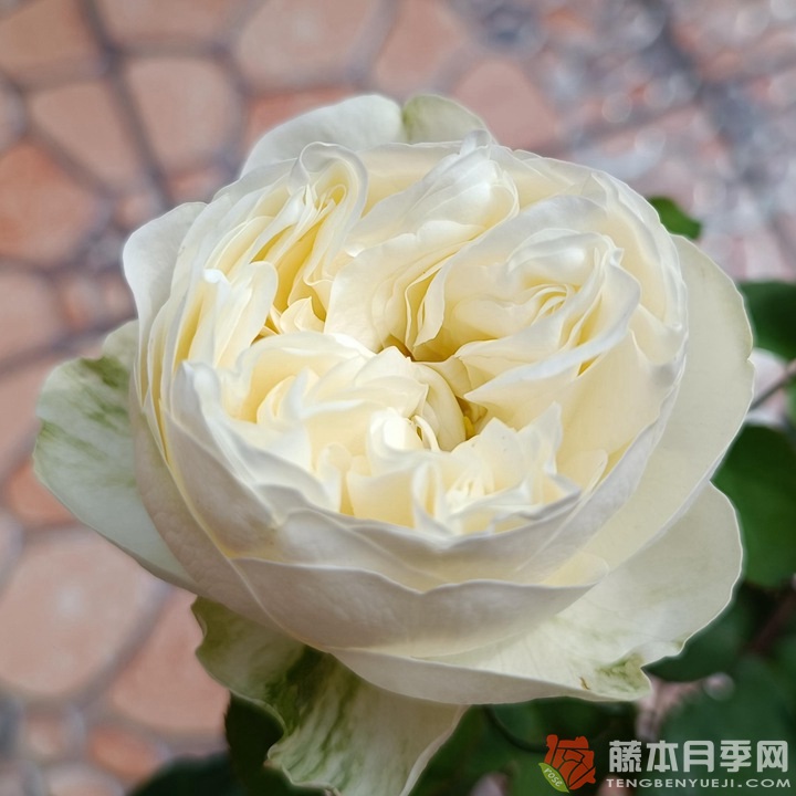 冰雪世界Frozen 冰雪世界Frozen