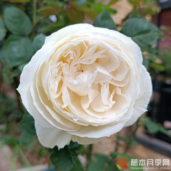 婚礼之路 婚礼之路