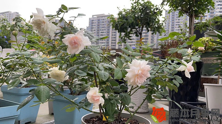 1706516193416365.jpg 月季花需要每年换盆吗