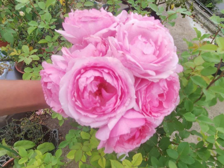 旋转香水 旋转香水