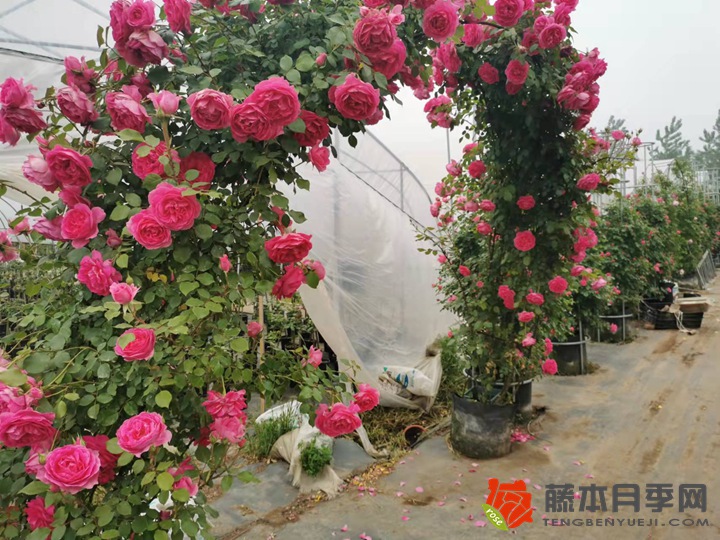 月季做拱门一边栽几颗？