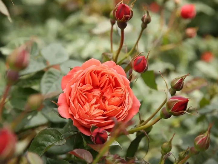 月季冬天要施底肥吗 月季冬天要施底肥吗