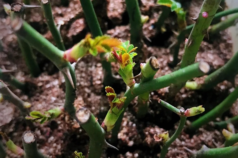 1705385747562065.jpg 月季花冬季可以扦插吗