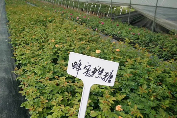 哪里有藤本月季小苗批发? 哪里有藤本月季小苗批发?