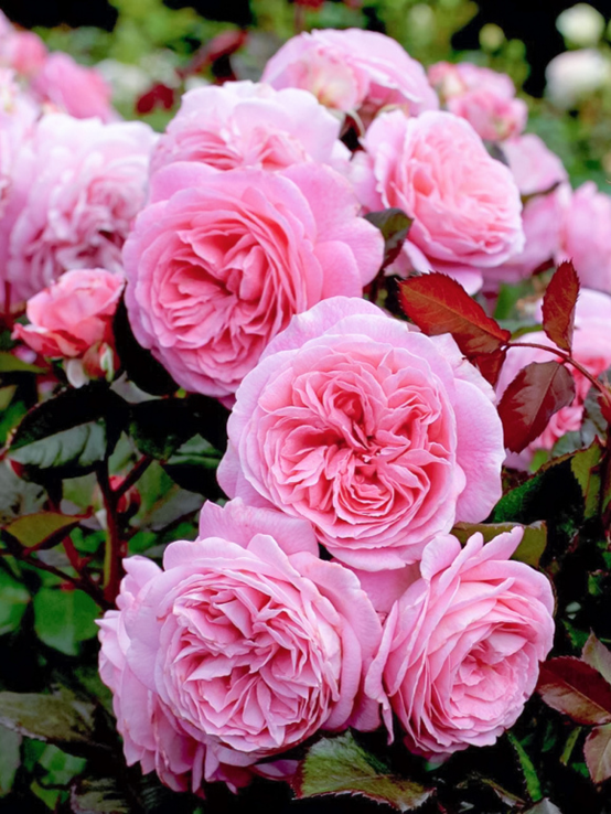 image 月季花型分类图(玫瑰)标准绽放形式图解