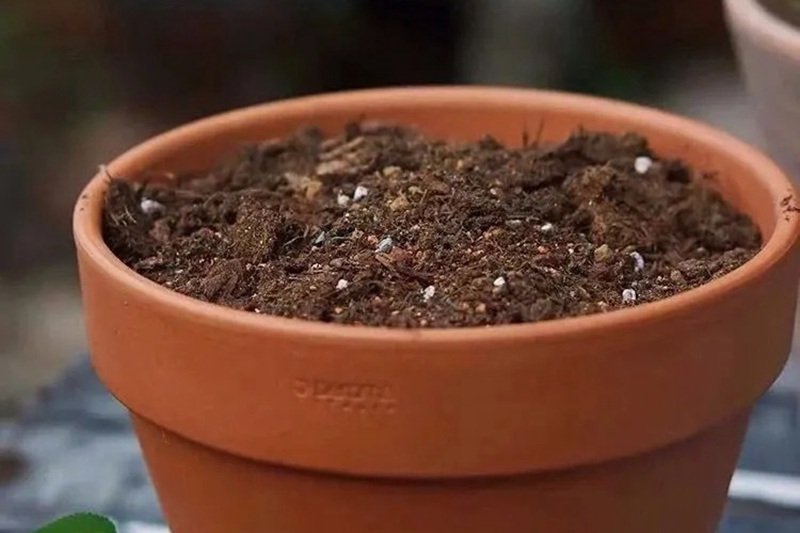 1705563777165332.jpg 盆栽土壤杀虫的最好方法