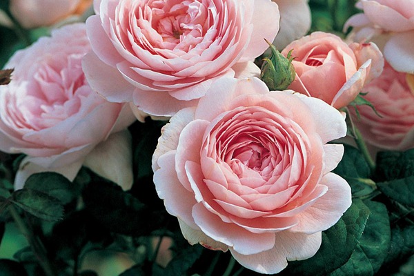 瑞典女王 瑞典女王