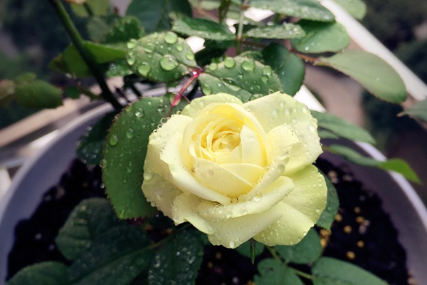 奶油龙沙宝石-微型月季 奶油龙沙宝石-微型月季