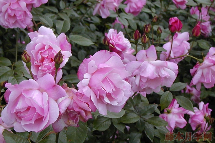 月月粉(Old Blush) 月月粉(Old Blush)