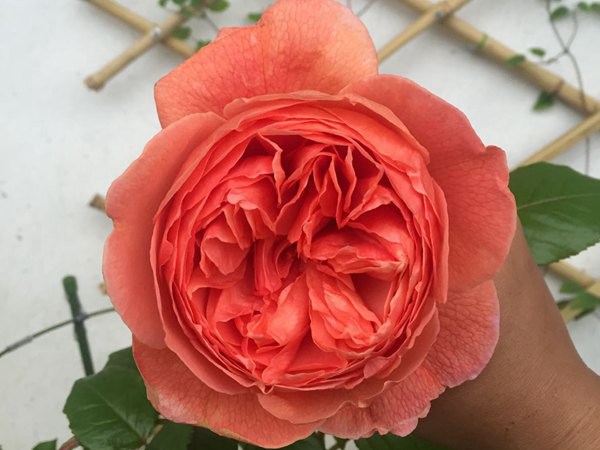 月季花浇水过多怎么办 月季花浇水过多怎么办