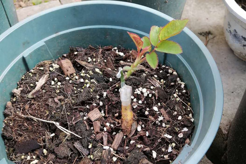 1710036760429136.jpg 月季嫁接芽点是向内还是向外