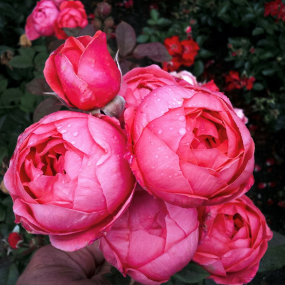 image 月季花型分类图(玫瑰)标准绽放形式图解