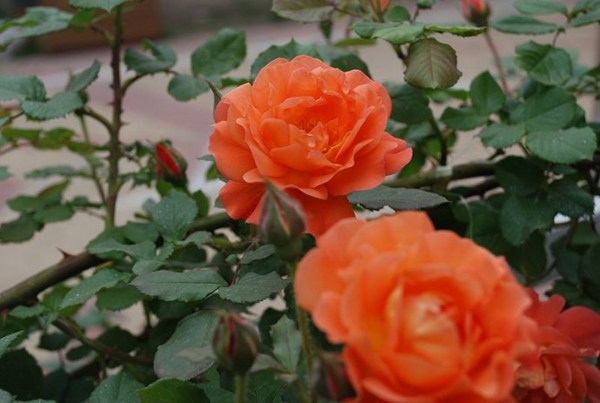 月季冬季什么时候施肥最佳 月季冬季什么时候施肥最佳