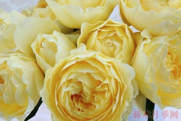 大花微月小黄鸡月季的优缺点 大花微月小黄鸡月季的优缺点