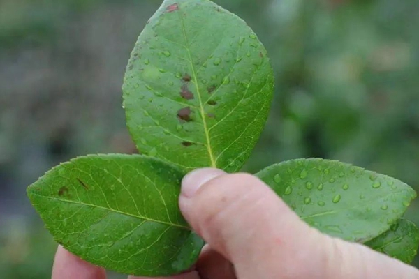 月季黑斑病怎么防治,用什么药 月季黑斑病怎么防治,用什么药