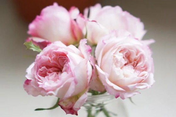 月季上绿色的小虫子 月季上绿色的小虫子