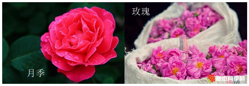 1709964600562048.jpg 玫瑰和月季的区别(全面图解)