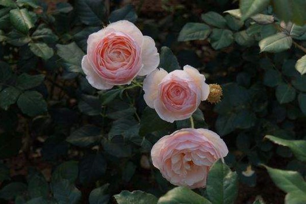 1710288450467612.jpg 藤本月季最香的十大品种都有哪些