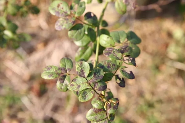 月季黑斑病怎么防治,用什么药 月季黑斑病怎么防治,用什么药