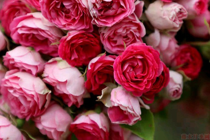 胭脂扣月季 胭脂扣月季花的优缺点有哪些?