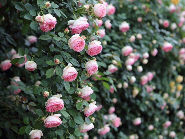 龙沙宝石 龙沙宝石