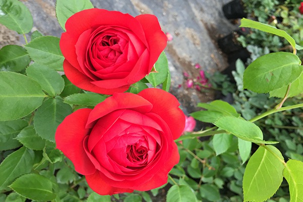 中国红和红苹果月季花的区别