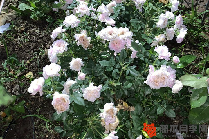 月季花代表什么象征意义 月季花代表什么象征意义