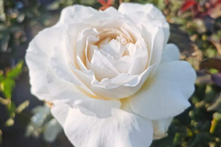 1706677869494636.jpg 怎样自制月季杀虫水