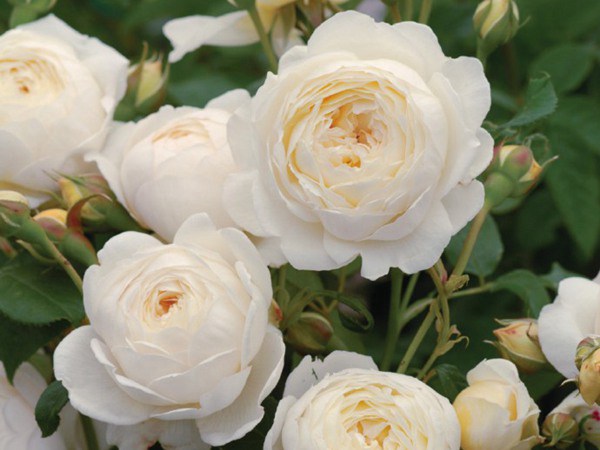 月季花生红蜘蛛了怎么办 月季花生红蜘蛛了怎么办