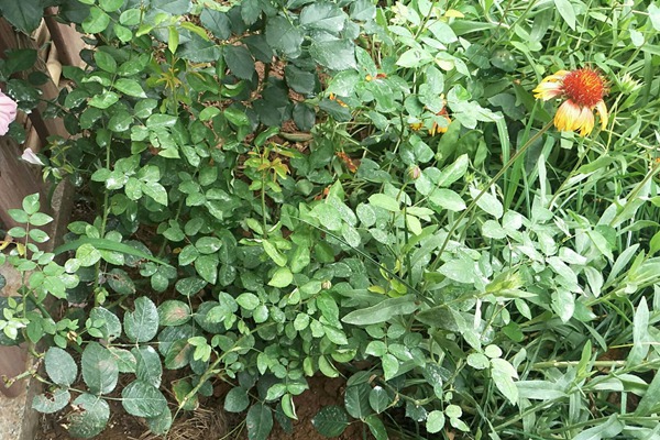 月季边上可以种些花花草草吗? 月季边上可以种些花花草草吗?