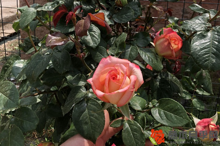 1705389200445599.jpg 月季为什么容易长虫