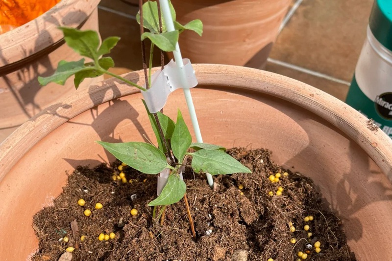 1705910055900864.jpg 刚买的铁线莲小苗怎么种