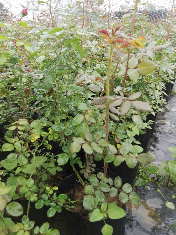 藤本月季什么时候种合适? 藤本月季什么时候种合适?