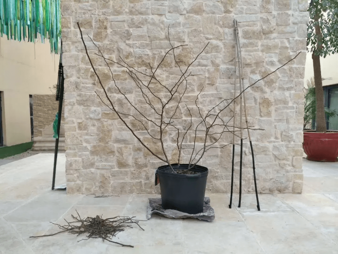 爬藤月季冬季修剪横拉技巧（做好了来年轻松开爆花）