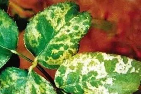 1662001000278888.jpg 花叶病.jpg