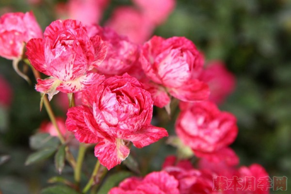 雪花肥牛 雪花肥牛