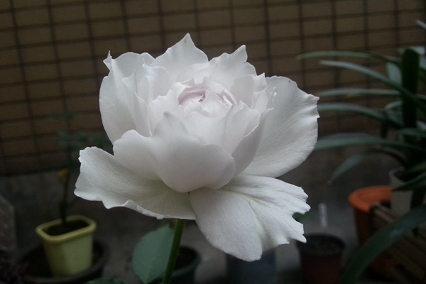 加百列大天使 加百列大天使