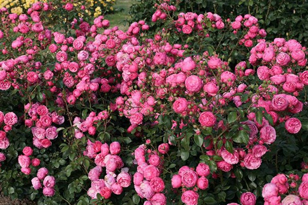 艾拉绒球耐不耐热(夏季如何养护)