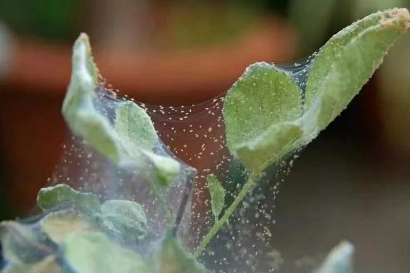 1705995711817452.jpg 月季花长小虫子结网怎么办