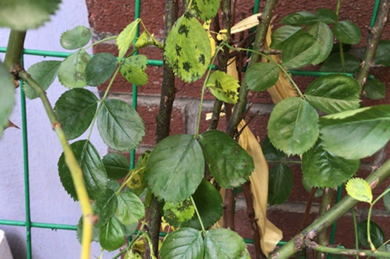 1662000846448095.jpg 黑斑病_副本.jpg