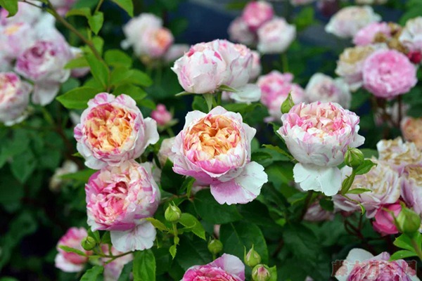 1710288735693181.jpg 藤本月季最香的十大品种都有哪些