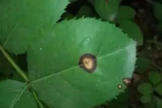 1662000867488007.jpg 褐斑病.jpg