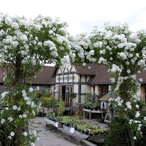 1709251217929951.jpg 1510890133760561.jpg