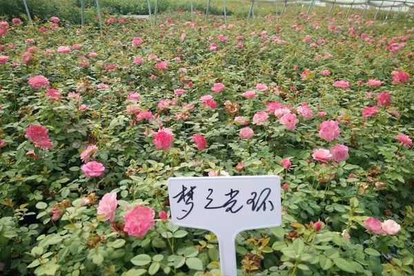 哪里有藤本月季小苗批发? 哪里有藤本月季小苗批发?