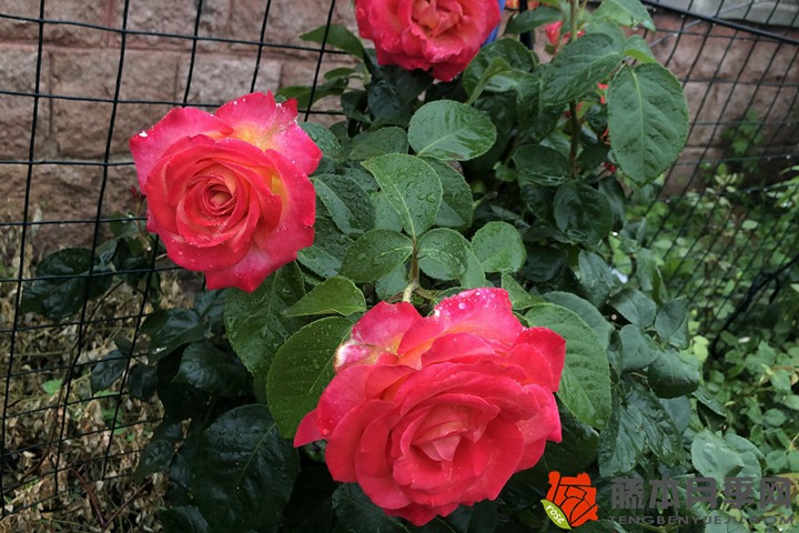 1705389401647987.jpg 抗虫性好的月季品种