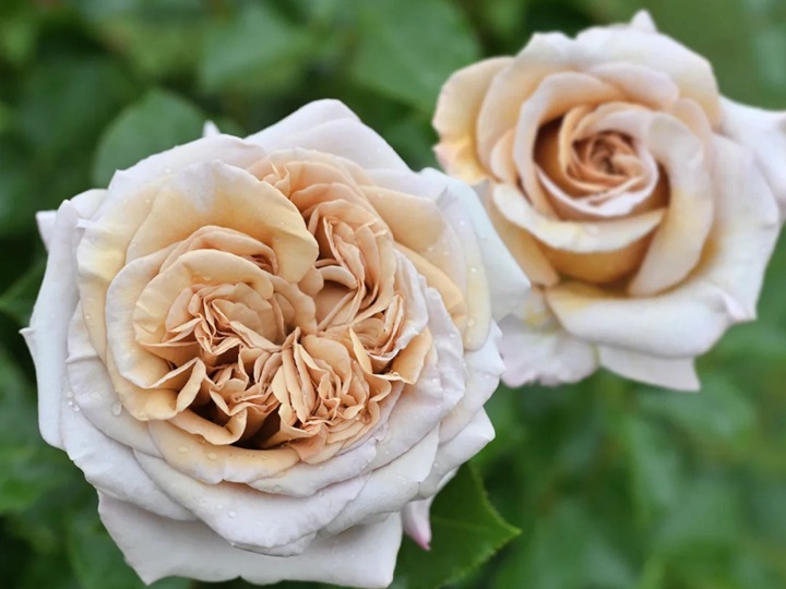 1705992140662979.jpg 庭院种植月季花的风水