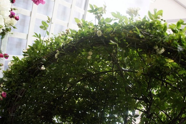 藤本月季欧月花有多大,能爬多长? 藤本月季欧月花有多大,能爬多长?