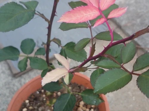 1637728798225823.jpg XHS_16377085617391c12172a-3620-383e-b565-9b52509d.jpg