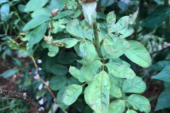 1662000660280127.jpg 蓟马.jpg